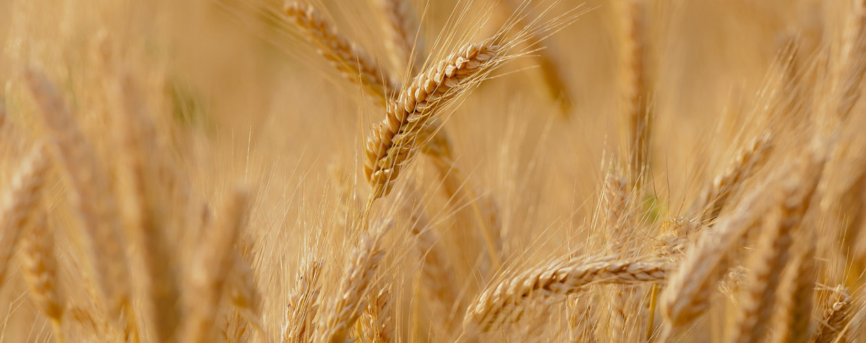 agriculture blé